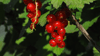 An den kurzen Seitentrieben ihrer zwei- bis dreijährigen Äste bringen Johanniesbeeren den höchsten Ertrag – eine wahre Freude für jeden Naschkatzen-Gärtner.
