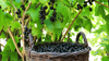 Schwarze Johannisbeeren vertragen einen beherzten Rückschnitt dicht über dem Boden, allerdings keinen klassischen Verjüngungsschnitt, mit dem man überalterte Pflanzen komplett neu aufbaut.