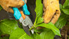 Um eine Hortensie zu schneiden, genügt eine einfache Gartenschere. Diese sollte scharf und sauber sein, um präzise Schnitte zu ermöglichen und die Pflanze nicht unnötig zu verletzen.