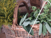 Diese Heilkräuter aus dem Garten haben echte Superkräfte