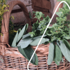 Diese Heilkräuter aus dem Garten haben echte Superkräfte