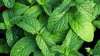 Die Minze, insbesondere die Pfefferminze, ist das Sommerkraut für heiße Tage. Durch ihren hohen Gehalt an Menthol vermag sie unseren Körper zu kühlen.