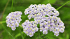 Die Pflanze ist dem griechischen Helden Achill gewidmet (achillea). Hier wird auf ihre blutstillende Wirkung verwiesen.