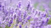 Lavendel ist vor allem für seinen Duft, sein ätherisches Öl und sein Pflanzenwasser bekannt.