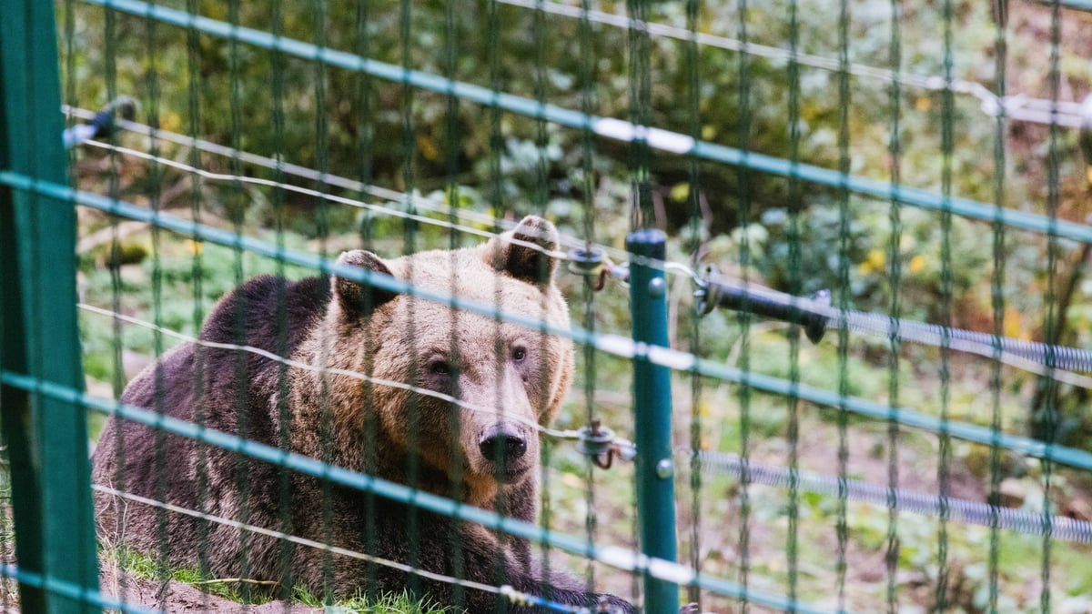 Problem-Bärin sollte getötet werden - jetzt darf sie im Schwarzwald ...