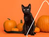 Halloween Dekoration - Kürbis Sorten, Kürbis bemalen und Roomtour im Gruselhaus