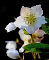 Christrosen (Helleborus niger) mögen es hell, aber keine pralle Sonne.