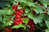 Johannisbeeren und Felsenbirnen