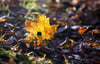 Herbst