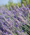 Lavendel mag einen sonnigen Standort und gedeiht auch gut auf sandigen Böden.