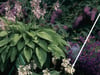 Stauden pflanzen: So geht's - 6 hilfreiche Tipps vom Gartenexperten