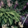 Stauden pflanzen: So geht's - 6 hilfreiche Tipps vom Gartenexperten