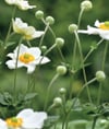Die Herbstanemone hat eine Wuchshöhe von bis zu 120 cm.