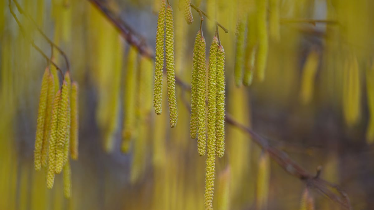 Pollen-Saison beginnt: Hasel- und Erle-Pollen auf dem Vormarsch