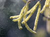 Welche Pollen fliegen? Auch DWD-App liefert nun Antworten