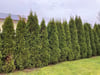 War’s das mit der beliebten Gartenpflanze? Experte sieht keine Zukunft