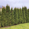 War’s das mit der beliebten Gartenpflanze? Experte sieht keine Zukunft