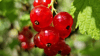 Johannisbeere (Ribes)