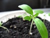 Tomatentrieb selbst gezogen