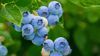 Heidelbeere (Vaccinium corymbosum)