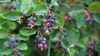 Felsenbirne (Amelanchier)