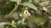 Maibeere / Honigbeere (Lonicera caerulea)