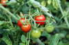 Aus dem eigenen Garten schmecken Tomaten am besten