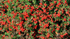 Zwerg-Mispel (Cotoneaster)