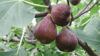 Feige (Ficus carica)