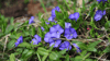 Immergrün (vinca minor)