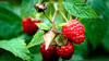Himbeere (Rubus idaeus)