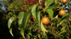 Nashi-Birne (Pyrus pyrifolia)