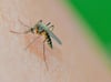 Warentest: Wie gut helfen Insektensprays und Stichheiler?