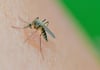Damit es gar nicht so weit kommt, nutzen viele im Sommer gern Insektensprays. Was sie taugen, hat die Stiftung Warentest untersucht.