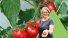Tomaten selber ziehen: Hilfreiche Tipps von unserer Expertin