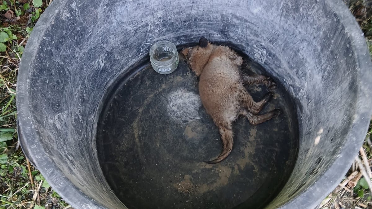 This is not how you should act: Interference with nature kills baby fox