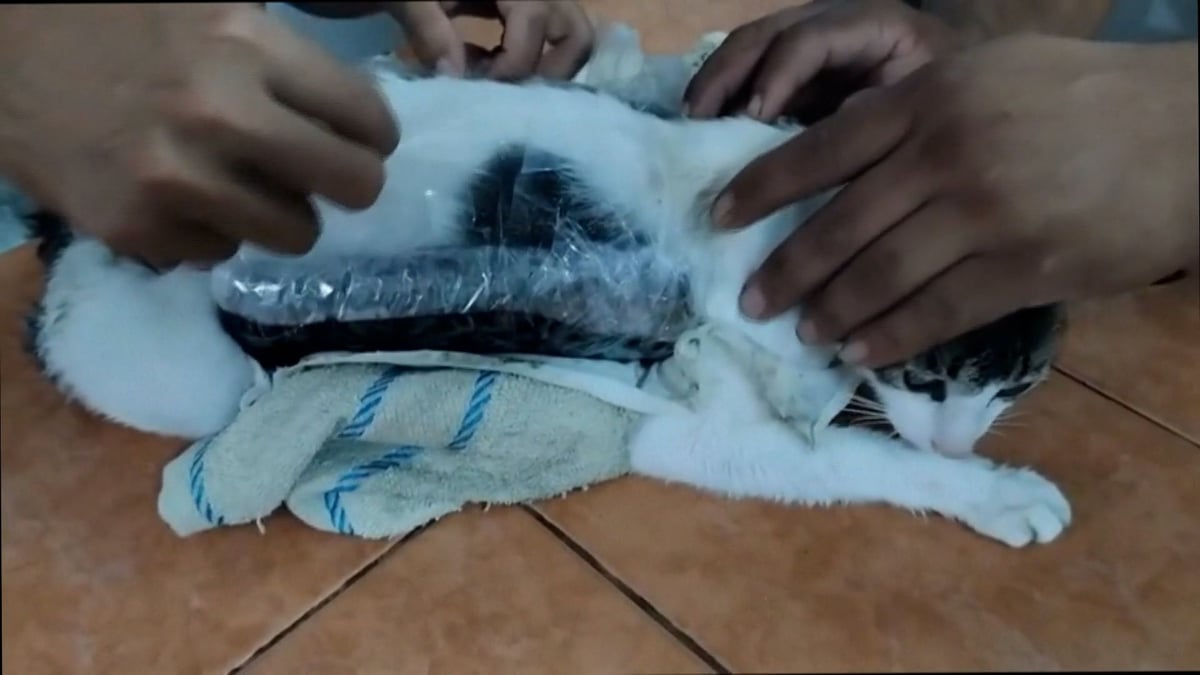 Cat abused as drug courier
