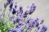 Duftend und lilablau: Lavendel sind insektenfreundlich und wirken wie Magneten für Bienen.