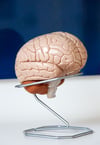 Neuroplastizität beim Windelwechsel: Die Geburt eines Kindes verändert nicht nur das Leben, sondern auch das Gehirn von Vätern.