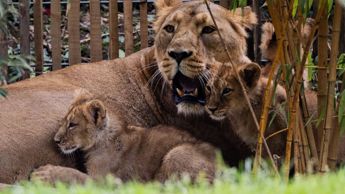 Zoo must make a difficult decision: Two lion cubs dead