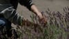 Lavendel sollte man zweimal im Jahr schneiden. Nach der Blüte erfolgt ein leichter Rückschnitt, bei dem man hauptsächlich die abgeblühten Blütenstängel entfernt.