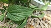 Brennnessel: Superfood, Heilpflanze & Brennnesseljauche 