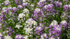Die Staude im Frühjahr - Steinkraut (Alyssum)